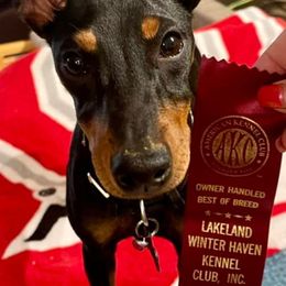 Manchester Terriers from Belev Itornot Manchester Terriers