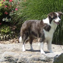 Border Collies from Braemar Border Collies
