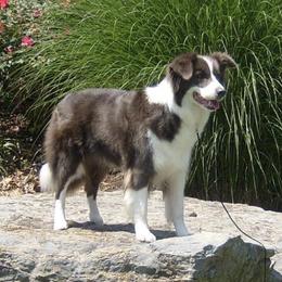 Border Collies from Braemar Border Collies