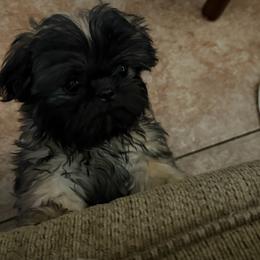 Chicho - Brindle male Shih Tzu puppy in Oak Hills, California from High Desert  Shih Tzu