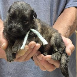 Boy 3 Gold - Sable male German Shepherd puppy in Lake George, Colorado from High Country German Shepherds