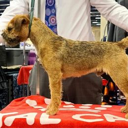 Border Terrier All Grown Up from Hardtack