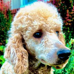 Chester - Red  Poodle puppy in Knoxville, Tennessee from Lovely Little Poodles