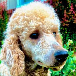 Chester - Red  Poodle puppy in Knoxville, Tennessee from Lovely Little Poodles