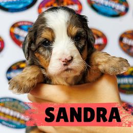 The Queen. Sandra - Merle female Bernedoodle puppy in Gilbert, Arizona from Safe Havynn Doodles