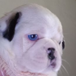 Panda - White male Pug puppy in Purgitsville, West Virginia from Hatfield Pugs