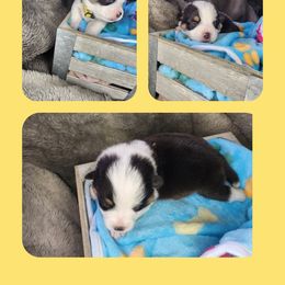 Yellow Collar - Sable and white female American Corgi puppy in Glenwood, Minnesota from Crystal Blue Corgi