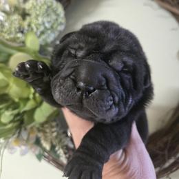 Girl 1 - Black female Chinese Shar-Pei puppy in Four Oaks, North Carolina from DCSHARPEI