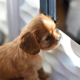 Clover - Ruby male Cavalier King Charles Spaniel puppy in Payette, Idaho from Stonewick Retrievers