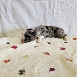 Chai - Blue merle female Toy Australian Shepherd puppy in Snowflake, Arizona from Halfpint Aussies