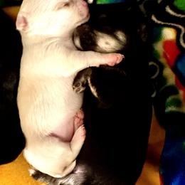 Chihuahua Puppies from Wild Mountain Chihuahuas