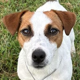 Russell Terrier All Grown Up from Geisler Russell Terriers & Miniature Dachshunds