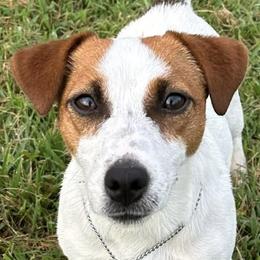 Russell Terrier All Grown Up from Geisler Russell Terriers & Miniature Dachshunds