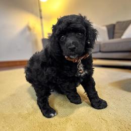 Mr. Onyx - Black male Poodle puppy in Gainesville, Florida from Pet Inn Xxweetdoodles