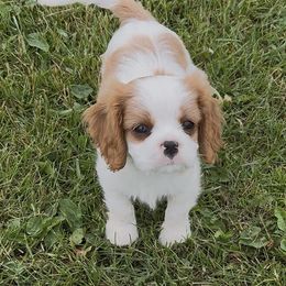 Boy blen - Blenheim male Cavalier King Charles Spaniel puppy in Clintonville, Wisconsin from Whispering Meadows Performances Horses and Cavalier King Charles Spaniels