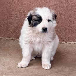 Victor- black - Badger male Colorado Mountain Dog puppy in Cotopaxi, Colorado from Once Upon A Moose (OUM)