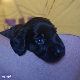 Boy 2 - Black male Dachshund puppy in Rutherfordton, North Carolina from Ziva's Friends