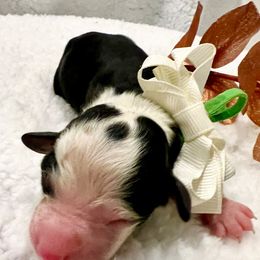 BENEDICT - Black and white male Bernedoodle puppy in Houston, Texas from Pia’s Doodle Poodle Wag