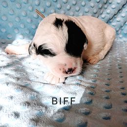 Sheepadoodle Puppies from Blue Spruce Doodles