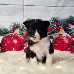 Brie - Black and white female Border Collie puppy in Avilla, Indiana from Borderline Kennels