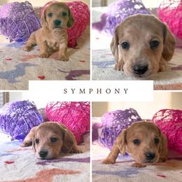 Symphony - Dapple female Dachshund puppy in Saint Paul, Minnesota from Vibrant Eyes Doxies