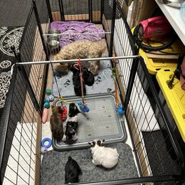 Yorkshire Terrier Puppies from Frances Hodges