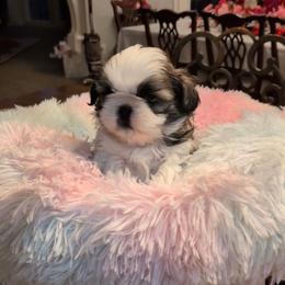 Jamie - Gold and white male Shih Tzu puppy in Pleasant Hill, Missouri from Misty Dajavue Shih-Tzu