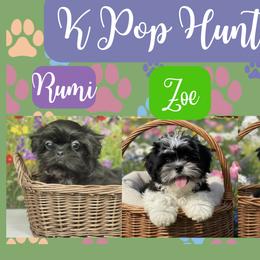 Shih Tzu puppies from Rock Creek Shih Tzus