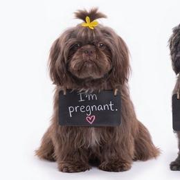 Shih Tzu puppies from Cutie Pie Shih Tzus