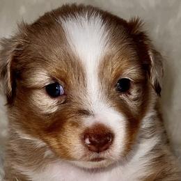 Girl 1 - Red merle Miniature Australian Shepherd puppy in Corydon, Indiana from Arbuckle’s Lookin Good Aussies (LGA)