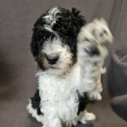 Poodle Puppies from Mountain Vista Pups LLC