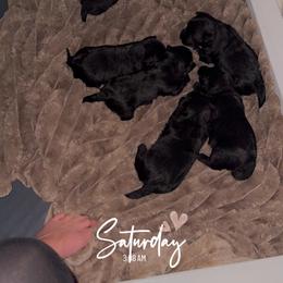 Bella - Black female Scottish Terrier puppy in Mancelona, Michigan from Stefany Farm of Happiness