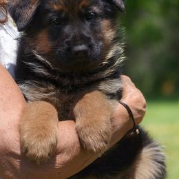 Charlotte - Black and red female German Shepherd puppy in Hagerstown, Pennsylvania from Euro Deja