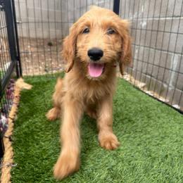 Prada - Apricot female Goldendoodle puppy in Las Vegas, Nevada from Puppies of the West
