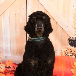 Eugene - Poodle