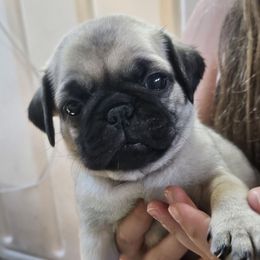 Boy 4 - Blue - Fawn male Pug puppy in Rutherfordton, North Carolina from Sweetie Pie Pugs