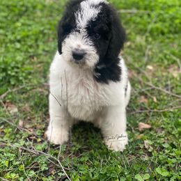 Goldendoodle, Labradoodle, Poodle, and Saint Berdoodle Puppies from Dent’s Doodles