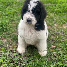 Goldendoodle, Labradoodle, Poodle, and Saint Berdoodle Puppies from Dent’s Doodles