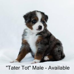 Miniature American Shepherd and Miniature Australian Shepherd Puppies from Carrie Johnson