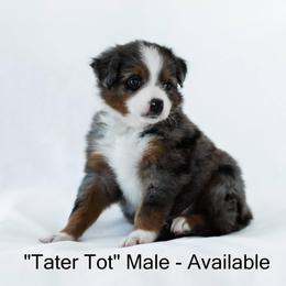 Miniature American Shepherd and Miniature Australian Shepherd Puppies from Carrie Johnson