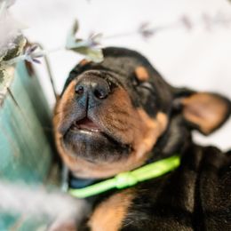 Doberman Pinscher Puppies from Imperium Dobermann Kennel