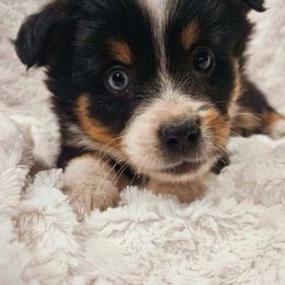 BIG HUNK - Black tri Miniature Australian Shepherd puppy in Olton, Texas from Rejino Mini & Toy Aussies