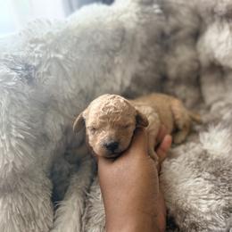 Princess Daisy - Apricot female Poodle puppy in Uniondale, New York from Poodles Are Mixy