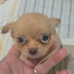 Orion - Gold male Chihuahua puppy in Kyle, Texas from joy of chihuahuas tx