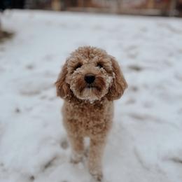 Bernedoodle, Goldendoodle, and Poodle All Grown Up from Kingdom Kennels