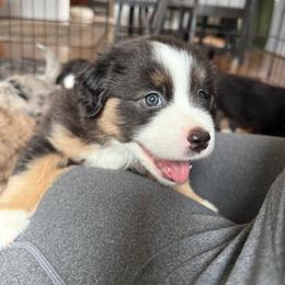 Tide - Black tri male Miniature American Shepherd puppy in Phoenix, Arizona from Outlaw Minis