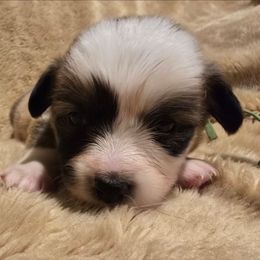 Joy - Red female Pembroke Welsh Corgi puppy in Hebron, Kentucky from The Clever Corgi