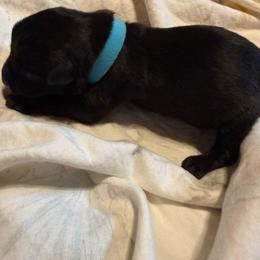 Fais-do-do - Black brindle female Dutch Shepherd puppy in Saint Amant, Louisiana from Mercy Kennels