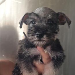 Cleo - Salt and pepper female Miniature Schnauzer puppy in Bloomington, California from Michael's Minis