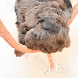 Sheldon Cooper - Merle male Goldendoodle puppy in Dayton, Ohio from Perks Court Doodles